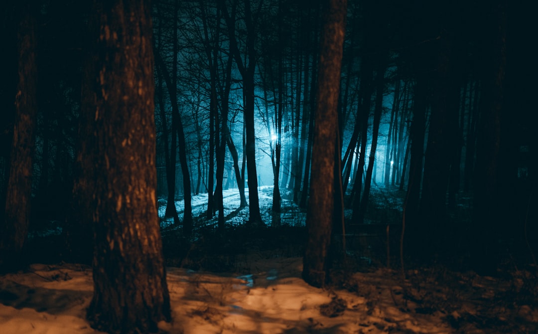 Forest Bathing: The Japanese Practice That Drops Cortisol, Boosts Your Immune System, and Resets the Male Mind